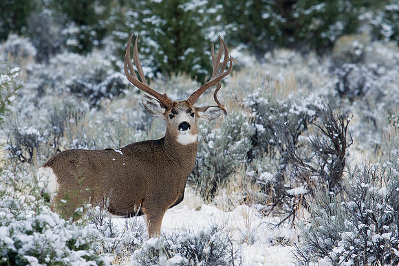 Mule Deer Buck - MLDR00923