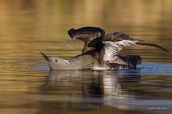NMRL01001 - Red-throated Loon