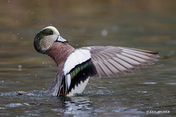 American Widgeon Duck