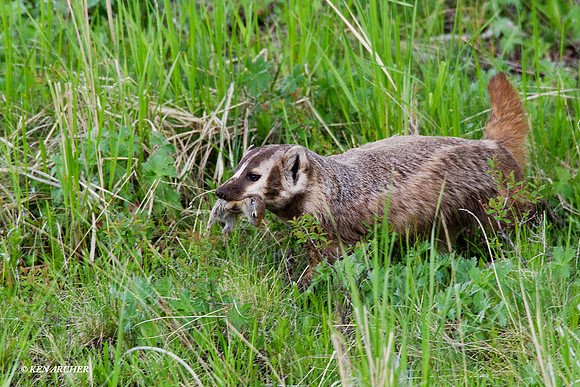 BR00227 Badger