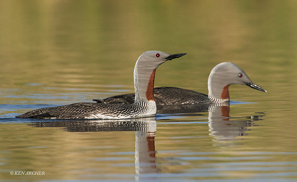 NMRL01404 - Red-throated Loon
