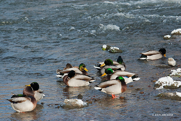 MDDK00319 - Mallard Duck