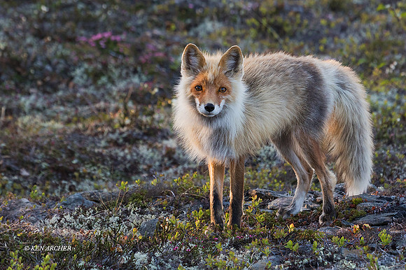 NMRF00137 - Red Fox