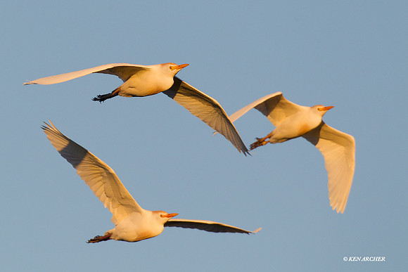 Cattle Egret - ARSB00943