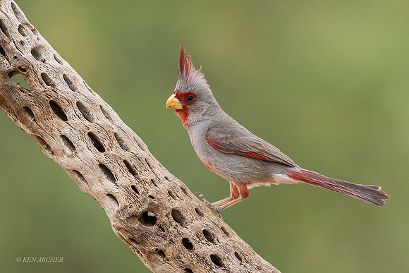 AZPA00074 - Pyrrhuloxia