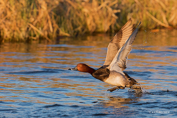 RH00387 - Redhead Duck