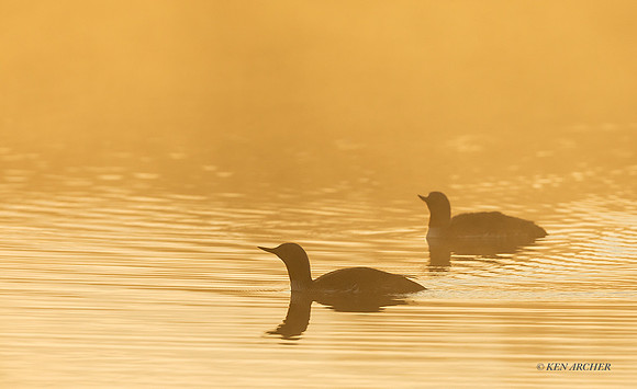 NMRL02085 - Red-throated Loon