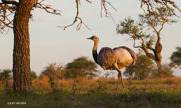 Greater Rhea - ARBD01980