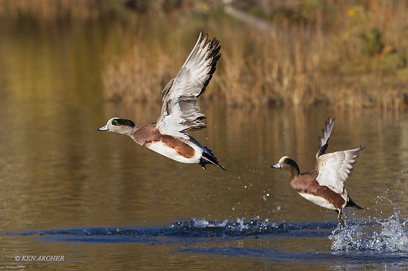 WNFL03748 - American Wigeon