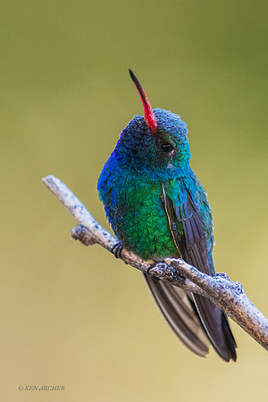 AZBH00154 - Broad-billed Hummingbird