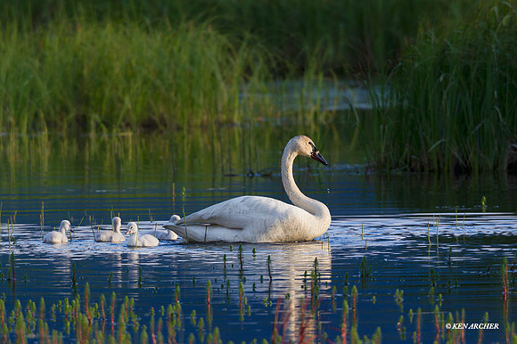 SDTS00355 - Trumpeter Swan