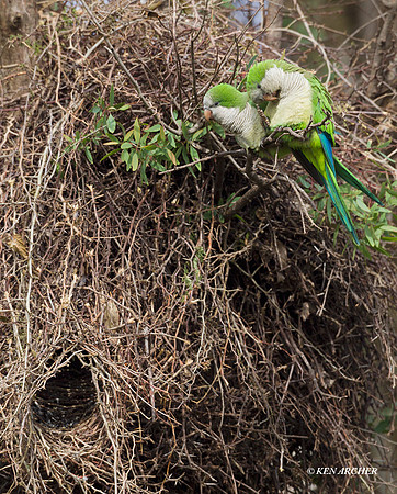 Monk Parakeet - ARBD01803