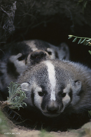 BR430377 Badger Kit at den entrance
