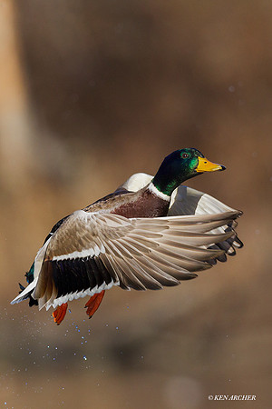 MDFL04990 - Mallard Duck