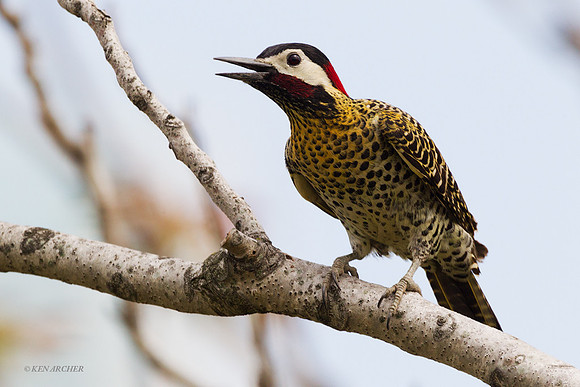 Golden-breasted Woodpecker - ARBD00188
