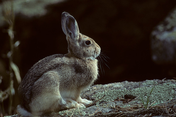 CTRB430255-Cottontail-Rabbit