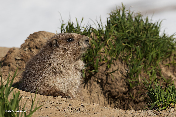 OMT00287 - Olympic Marmot