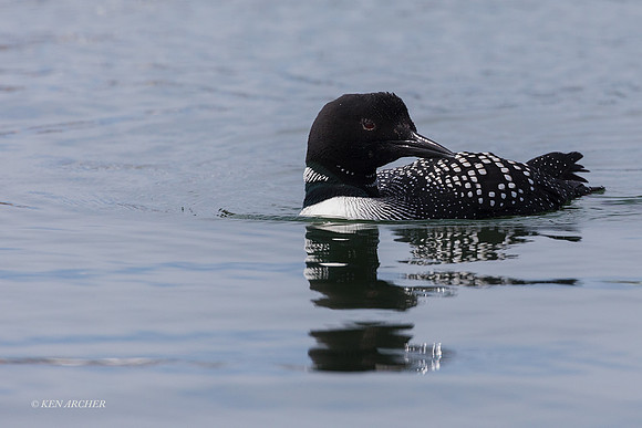 CMLN00174 - Common Loon