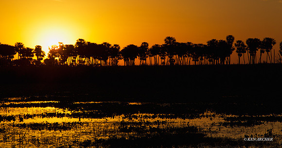 Ibera Marshes - ARLS00100
