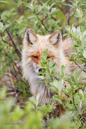 NMRF00158 - Red Fox