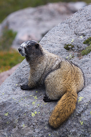 Hoary Marmot - HYMT00081
