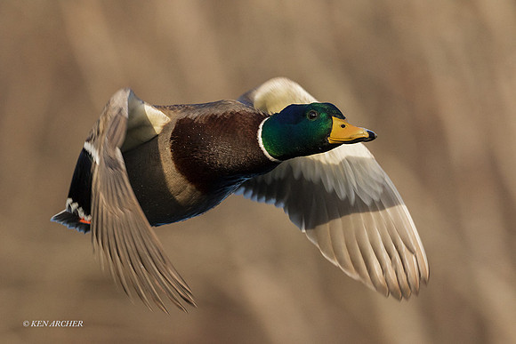 MDFL05960 - Mallard Duck