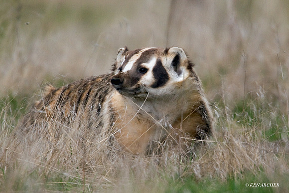 Badger - BR00031