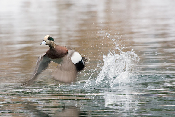 WNFL01002-Widgeon-Duck