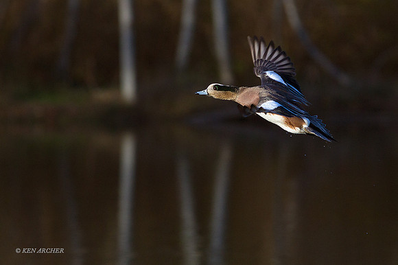 WNFL03751 - American Wigeon