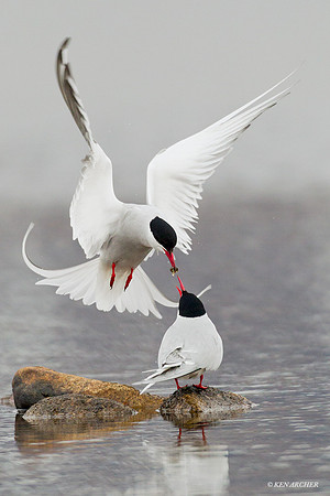 NMAT00331 Arctic Tern