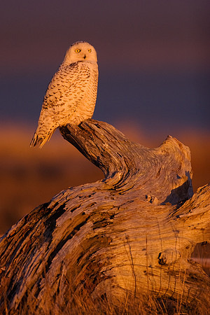 Snowy Owl
