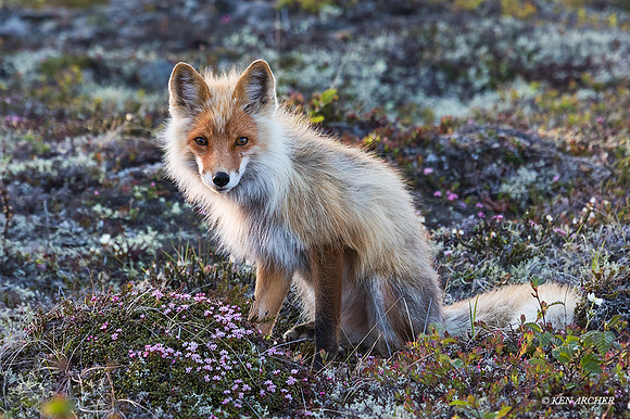 NMRF00134 - Red Fox
