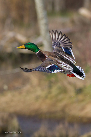 MDFL04667 - Mallard Duck