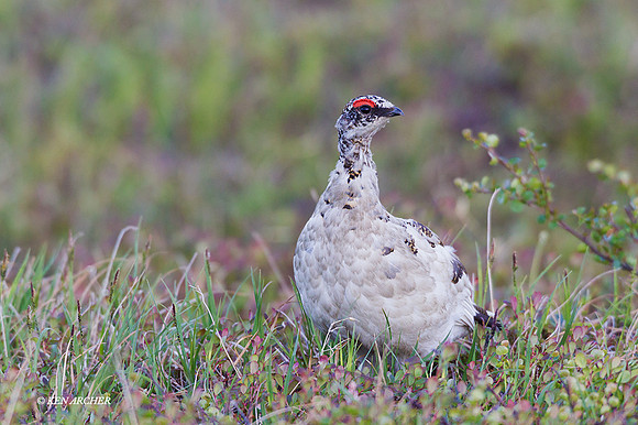 NMRM00640 - Rock Ptarmigan