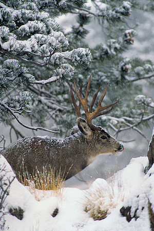 MUDR481987 Mule Deer Buck, winter storm