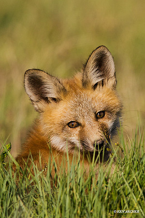Red Fox Kit - RF00394
