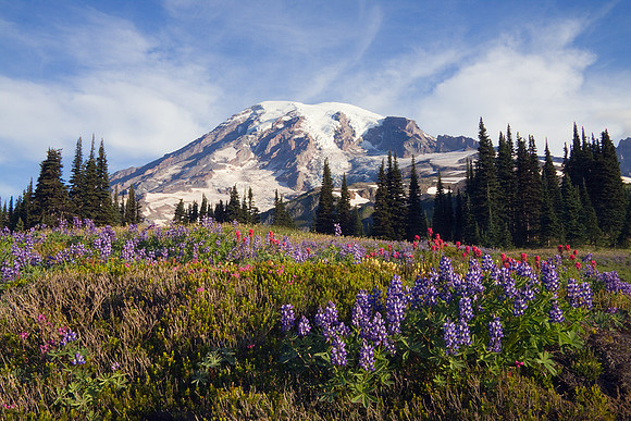 MRNP00640-Mount-Rainier-National-Park