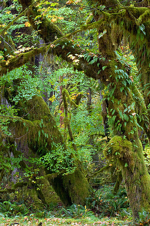 OLNP00250-Olympic-National-Park