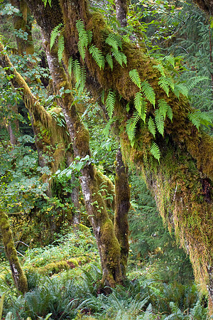 OLNP00228-Olympic-National-Park