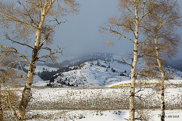 YSWR01388 - Yellowstone Winter