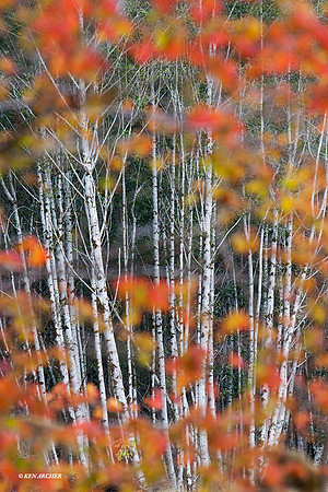 Olympic National Park, autumn color - OLNP00382