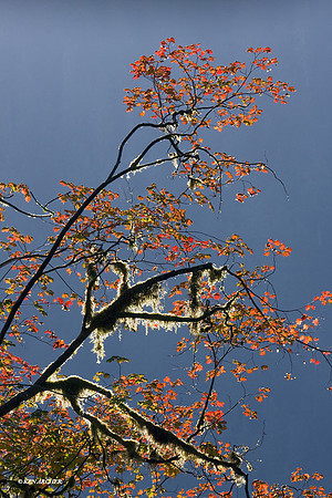 Olympic National Park - OLNP00303