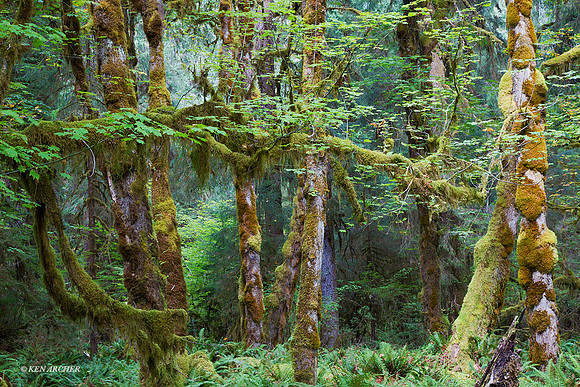 OLNP01117 Olympic National Park