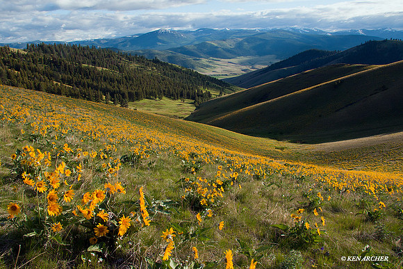 BSNR00077 Bison Range NWR