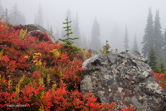 MRNP01466 Mount Rainier National Park