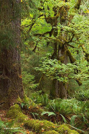 OLNP01143 Olympic National Park