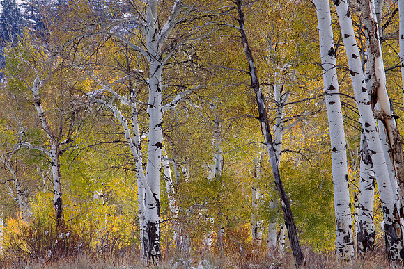 GTNP00107-Grand-Tetons-National-Park