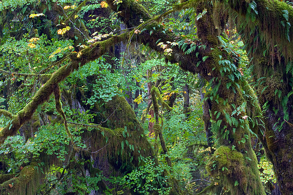 OLNP00251-Olympic-National-Park