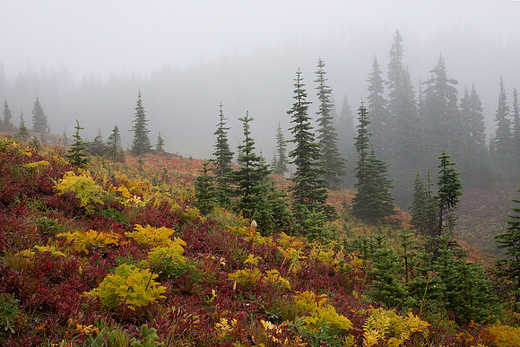 MRNP01471-Mount-Rainier-National-Park
