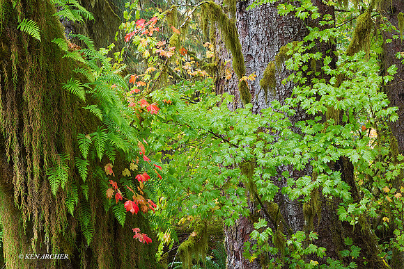 OLNP01534 Olympic National Park